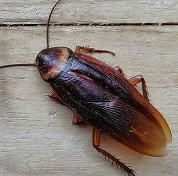 Cockroach