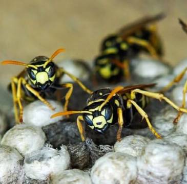 wasp-nest
